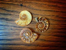 Load image into Gallery viewer, Image shows a selection of Wheels of Doom, each with a slightly different colour and size.  Made from halves of ammonite fossils, they are polished on one half to reveal the detail of the spiral shell inside.