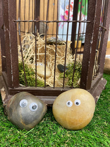 Image shows a couple of Pebble Pals sat on fake grass in front of a display cage filled with moss, wood wool and some other Pebble Pals. 