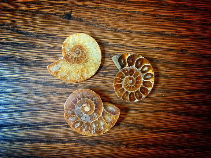 Image shows a selection of Wheels of Doom, each with a slightly different colour and size.  Made from halves of ammonite fossils, they are polished on one half to reveal the detail of the spiral shell inside.