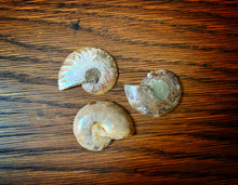 Load image into Gallery viewer, Image of three Wheels of Doom shown on the reverse  side to show the pearlescent and textured outer shell. Colours vary in shades of brown and amber with pearly sheen.
