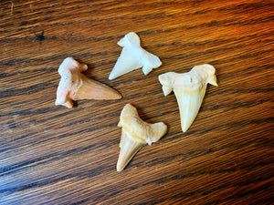 Image showing four Spare Dragons Teeth (fossilied shark teeth) lying flat on a wooden surface. They range in colour from white, to cream, to medium brown. 